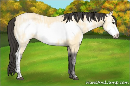 Horse Color:Buckskin Ice Frame