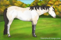Horse Color:Buckskin Ice Frame 