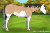 Horse Color:Bay Dun Splash 