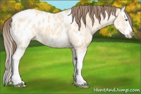 Horse Color:Amber Cream Champagne Ice Splash Near Leopard 