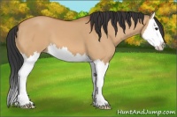 Horse Color:Bay Dun Splash