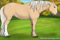 Horse Color:Palomino 