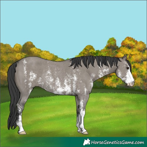 Horse Color:Grullo Sabino Rabicano