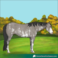Horse Color:Grullo Sabino Rabicano 