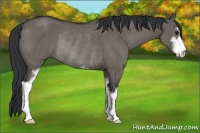 Horse Color:Grullo Sabino Rabicano 