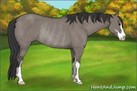 Horse Color:Grullo Sabino Rabicano