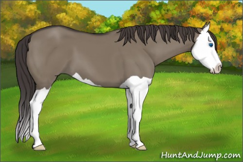 Horse Color:Smoky Grullo Splash