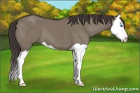 Horse Color:Smoky Grullo Splash 
