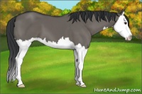 Horse Color:Grullo Sabino Splash