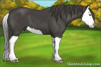Horse Color:Smoky Black Splash