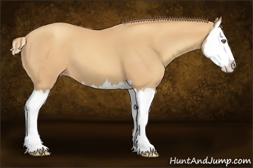 Horse Color:Gold Champagne Splash