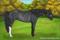 Horse Color:Black Rabicano 