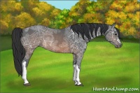 Horse Color:Brown Ice Rabicano 