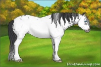Horse Color:Black Splash Frame Appaloosa Rabicano 