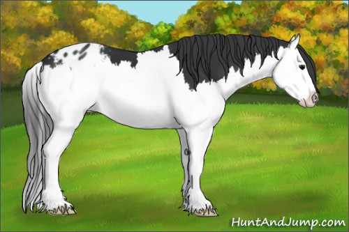 Horse Color:Black Splash Blanket 