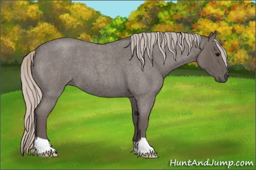 Horse Color:Silver Blue Roan 