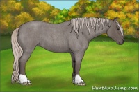 Horse Color:Silver Blue Roan 