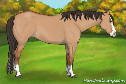 Horse Color:Bay Dun Sabino Splash 