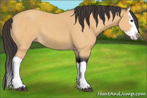 Horse Color:Buckskin Splash 