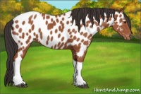 Horse Color:Bay Tobiano Near Leopard 