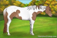 Horse Color:Chestnut Tobiano