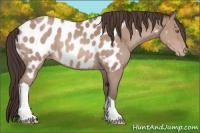 Horse Color:Sable Champagne Near Leopard 