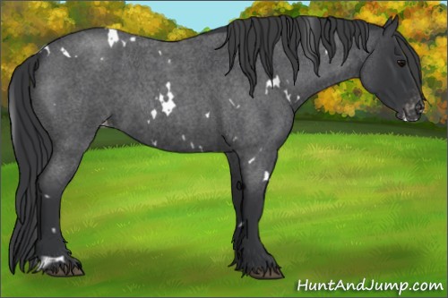 Horse Color:White Spotted Blue Roan Varnish 