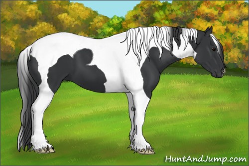 Horse Color:Black Tobiano