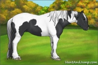 Horse Color:Black Tobiano