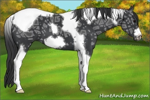 Horse Color:Black Ice Tobiano Frame