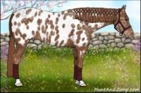 Horse Color:Chestnut Ice Appaloosa