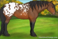 Horse Color:Bay Blanket
