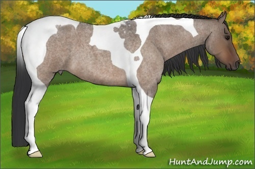 Horse Color:Brown Roan Dun Tobiano 