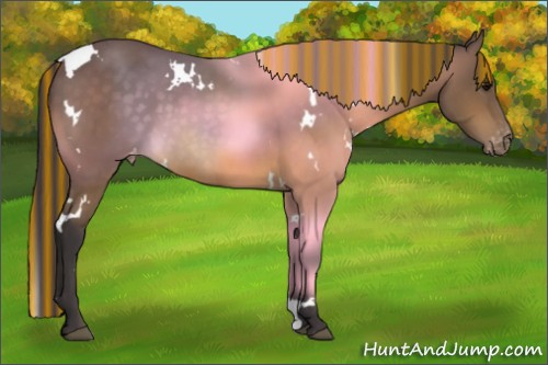 Horse Color:Painted White Spotted Buckskin Appaloosa 
