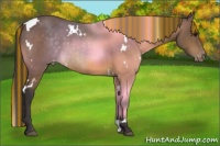 Horse Color:Painted White Spotted Buckskin Varnish 
