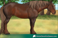 Horse Color:Liver Chestnut 