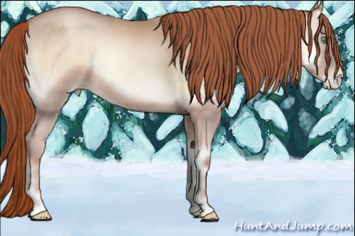 Horse Color:Buckskin Pearl Onyx 