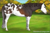 Horse Color:Buckskin Splash Appaloosa 