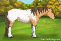 Horse Color:Buckskin Snowcap