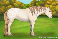 Horse Color:Smoky Black Pearl Appaloosa 