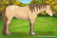 Horse Color:Amber Cream Champagne Varnish 