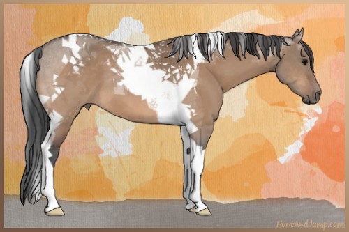 Horse Color:Bay Dun Tobiano 