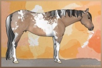 Horse Color:Bay Dun Tobiano