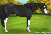 Horse Color:Gray Black Sabino 