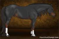 Horse Color:Gray Liver Chestnut 