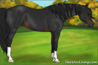 Horse Color:Gray Brown