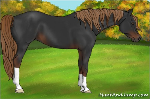Horse Color:Gray Liver Chestnut 