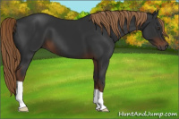 Horse Color:Gray Liver Chestnut 