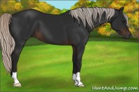 Horse Color:Gray Silver Brown 