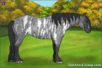 Horse Color:White Spotted Blue Roan Rabicano  Brindle